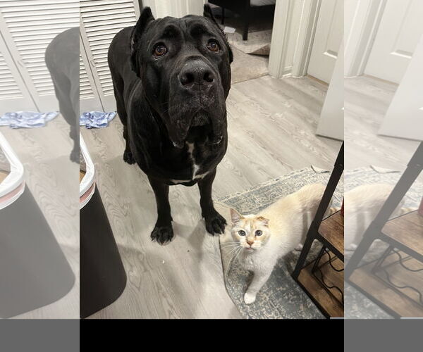 Medium Photo #2 Mutt Puppy For Sale in Denton, TX, USA