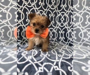 Morkie Puppy for sale in LAKELAND, FL, USA