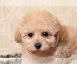 Poodle (Miniature) Puppy for sale in NAPLES, FL, USA