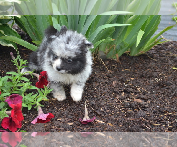 Medium Photo #3 Pomeranian Puppy For Sale in GREENWOOD, WI, USA