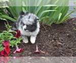 Small #2 Pomeranian