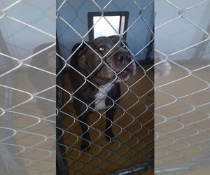 Bluey (8yo, 69lbs) - Male Mutt Dog for Adoption - Photo #6