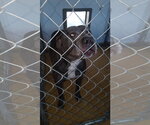 Small #5 Mutt