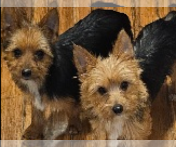 Medium Photo #1 Yoranian-Yorkshire Terrier Mix Puppy For Sale in HUDDLESTON, VA, USA