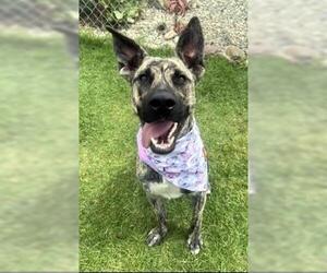 Dutch Shepherd -Unknown Mix Dogs for adoption in Ventura, CA, USA