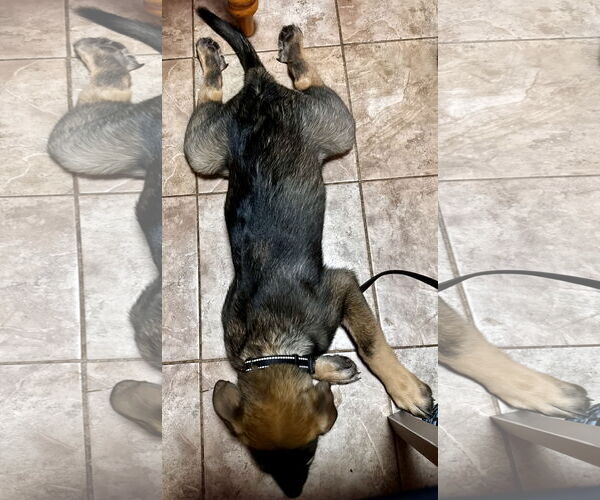 Medium Photo #1  Puppy For Sale in , 