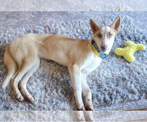 Mina - Female Siberian Husky-Unknown Mix Dog for Adoption - Photo #8