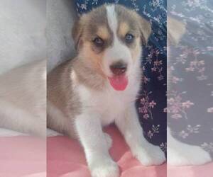 German Shepherd Dog-Siberian Husky Mix Puppy for Sale in MORA, Minnesota USA