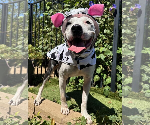 Medium Photo #2 American Pit Bull Terrier-Unknown Mix Puppy For Sale in Redlands, CA, USA