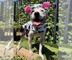Small #1 American Pit Bull Terrier Mix