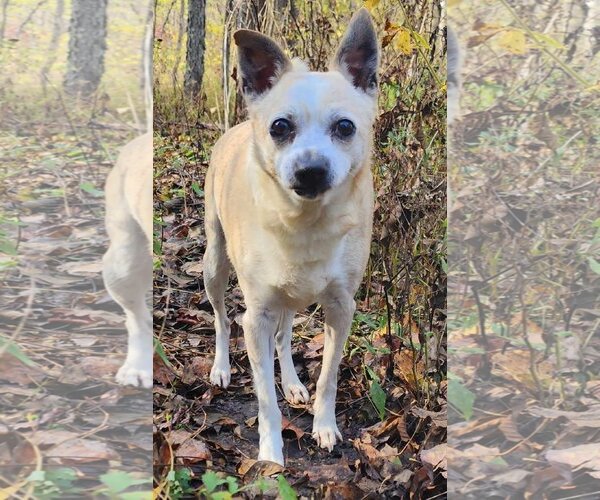 Medium Photo #1 Jack Russell Terrier-Unknown Mix Puppy For Sale in Cuba, NY, USA