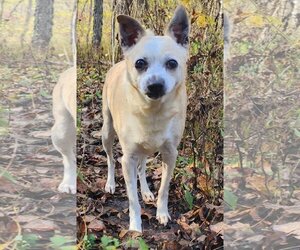 Jack Russell Terrier-Unknown Mix Dogs for adoption in Cuba, NY, USA