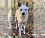 Small Jack Russell Terrier Mix