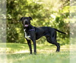 Small #4 Labrador Retriever Mix