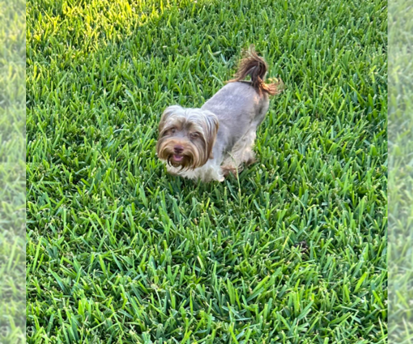 Medium Photo #4 Yorkshire Terrier Puppy For Sale in CYPRESS, TX, USA