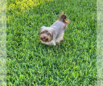 Small #3 Yorkshire Terrier