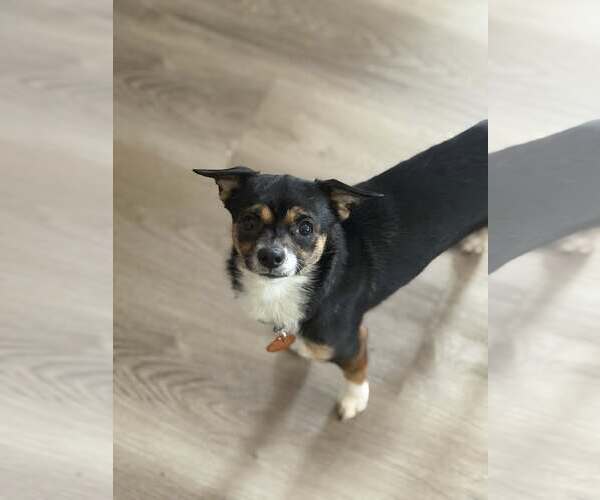 Medium Photo #6 Chihuahua Puppy For Sale in Arlington, VA, USA