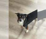 Small #5 Chihuahua
