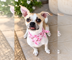 Lilly - Female Puggle Dog for Adoption - Small photo