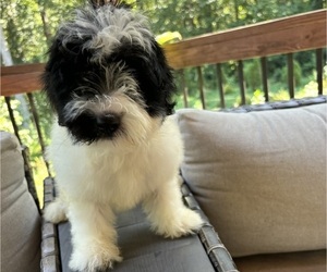 Maltipoo Puppy for sale in CHARLOTTE, NC, USA