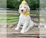 Small #5 Goldendoodle