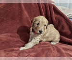 Small Photo #3 Goldendoodle (Miniature) Puppy For Sale in BRAWLEY, CA, USA
