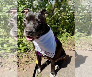 Mutt Dogs for adoption in Crete, IL, USA