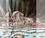Puppy Greyson French Bulldog