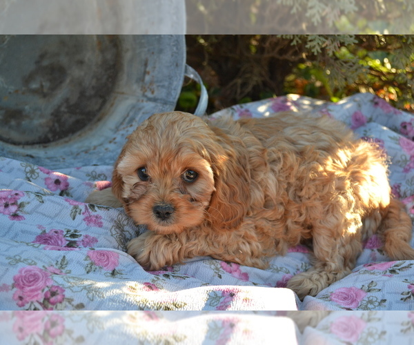 Medium Photo #20 Cavapoo Puppy For Sale in GREENWOOD, WI, USA