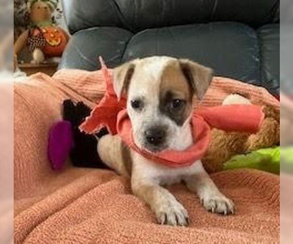 Medium Photo #3 German Shepherd Dog-Unknown Mix Puppy For Sale in Lakewood, CO, USA