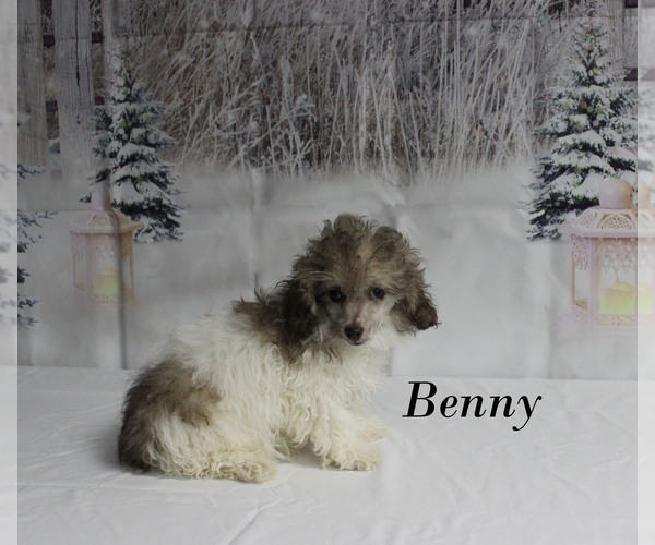 Medium Photo #2 Poodle (Toy) Puppy For Sale in CHANUTE, KS, USA