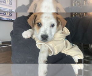 Australian Shepherd-Unknown Mix Dogs for adoption in Brewster, NY, USA