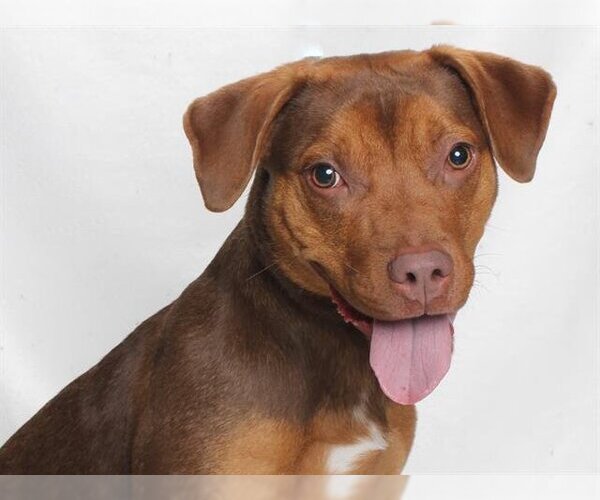 Medium Photo #1 American Pit Bull Terrier-Doberman Pinscher Mix Puppy For Sale in Burbank, CA, USA