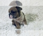 Small #3 French Bulldog