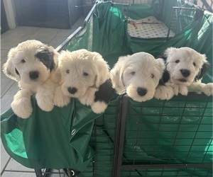Old English Sheepdog Litter for sale in GREENFIELD, IN, USA