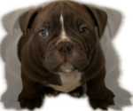 Puppy Brownie Chinese Shar-Pei-English Bulldog Mix