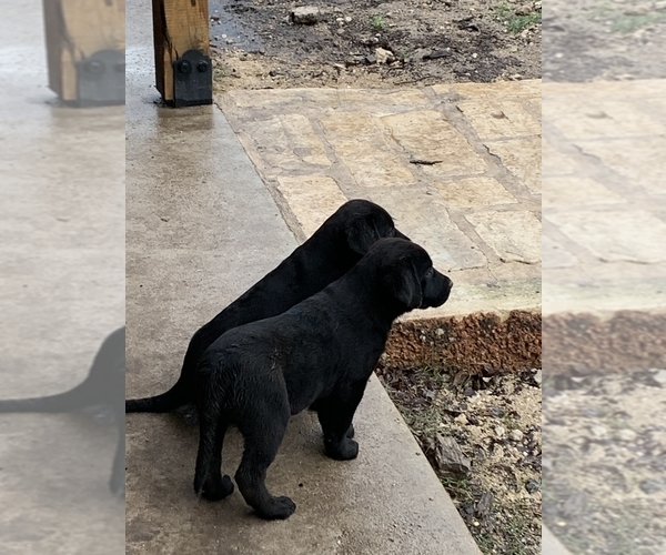 Medium Photo #2 Labrador Retriever Puppy For Sale in BOERNE, TX, USA