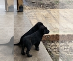 Small Photo #2 Labrador Retriever Puppy For Sale in BOERNE, TX, USA