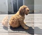 Puppy 4 Cock-A-Poo-Goldendoodle Mix