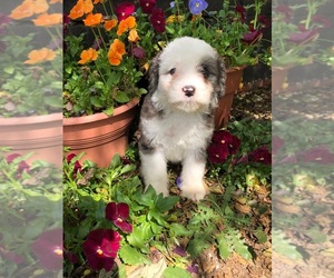 Aussiedoodle-Poodle (Standard) Mix Puppy for sale in MAIDEN, NC, USA