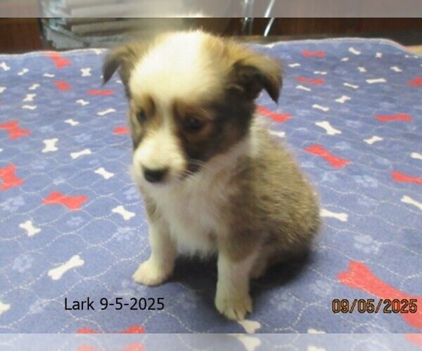Medium Photo #4 Shetland Sheepdog Puppy For Sale in SOLON, ME, USA