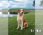 Small #4 Australian Shepherd-Collie Mix