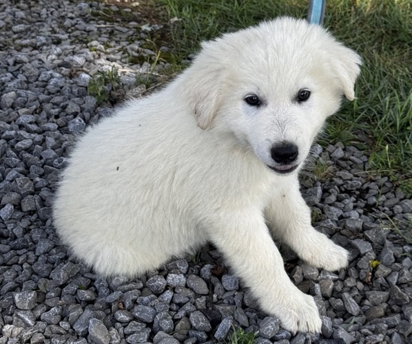 Medium Photo #3 Great Pyrenees Puppy For Sale in CANOGA, NY, USA
