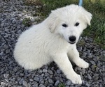 Small #2 Great Pyrenees