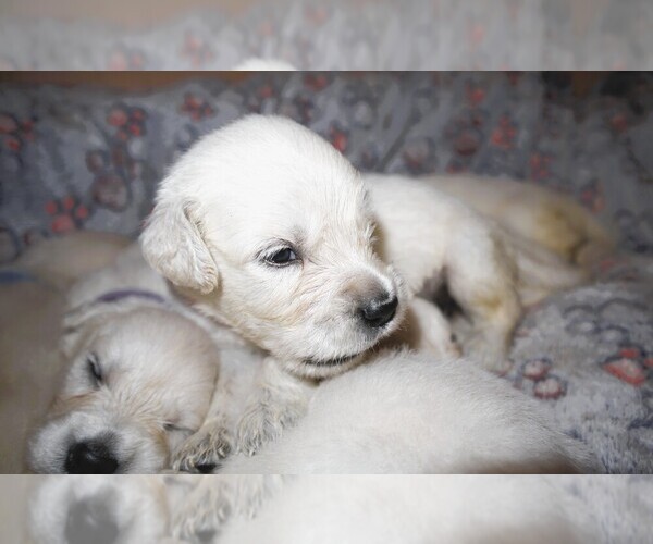 Medium Photo #2 English Cream Golden Retriever Puppy For Sale in LANCASTER, WI, USA