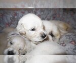 Small #1 English Cream Golden Retriever