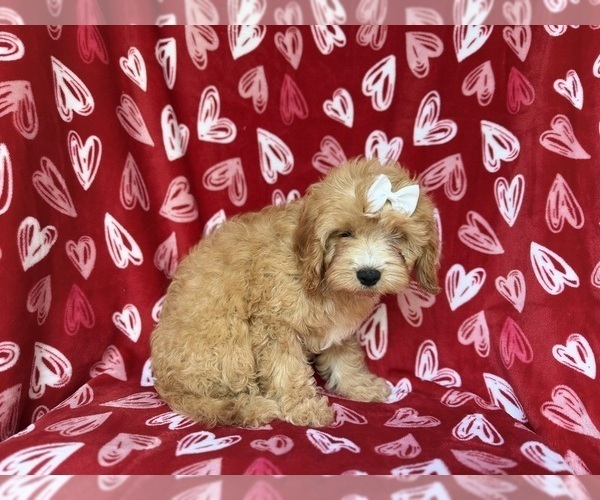 Medium Photo #8 Goldendoodle (Miniature) Puppy For Sale in LAKELAND, FL, USA