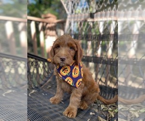 Goldendoodle (Miniature) Puppy for sale in MURFREESBORO, TN, USA