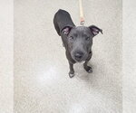 Small #2 Mutt