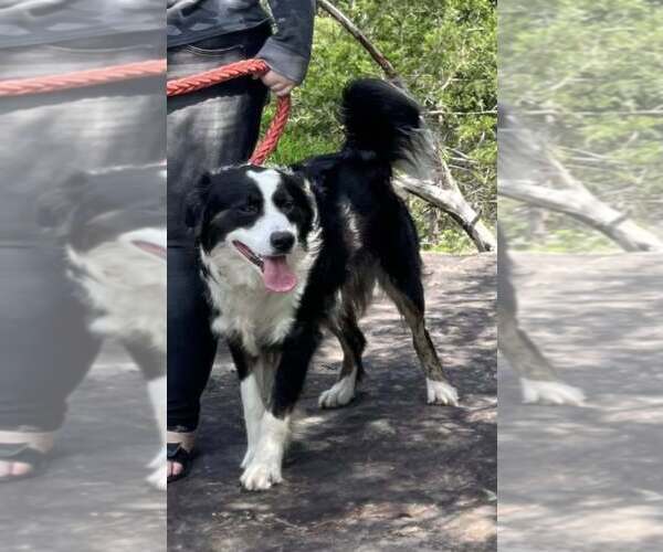 Medium Photo #2 Border Collie-Unknown Mix Puppy For Sale in Hinton, WV, USA